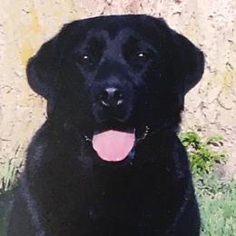 Rocky - Labrador Retriever