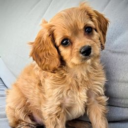 Sage - Apricot female Cavapoo puppy in Blackfoot, Idaho from Rocky Desert Goldens and Cavaliers