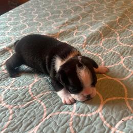 Boy 2 Murphy - Black and white male Boston Terrier puppy in Brookville, Ohio from Best Friend Bostons