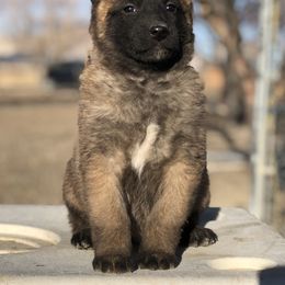 Belgian Malinois Puppies from Element Belgians