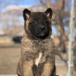 Belgian Malinois Puppies from Element Belgians