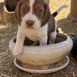 Beagle Puppies from Hales Little Beagle Haven