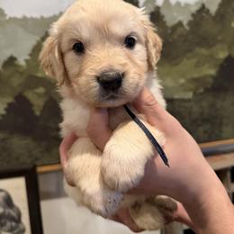 Male puppy pick 4 - Light golden male Golden Retriever puppy in Colville, Washington from Columbia Ridge Goldens