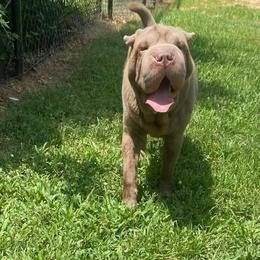 Chinese Shar-Pei from Peis R Us