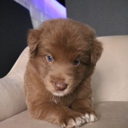 Australian Shepherd Puppies from Kiki's Aussies
