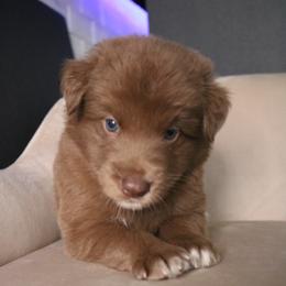 Australian Shepherd Puppies from Kiki's Aussies