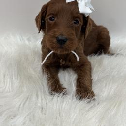 White Girl - Red  female Goldendoodle puppy in Waskom, Texas from Pearls & Curls doodles & poodles