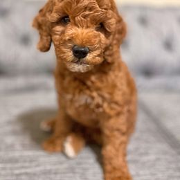 Goldendoodle Puppies from Goldendoodle Utah