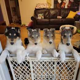 Collie Puppies from Qualteri Collies