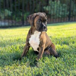Mollie - Brindle female Boxer puppy in Howey In The Hills, Florida from Bayla Belle & Blossom's Boxers