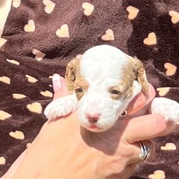 Marshal - Blenheim male Cavapoo puppy in Fort Worth, Texas from Creekwood Miniature Cavapoos