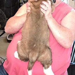 Saint Bernard Puppies from Wintercrest St. Bernards