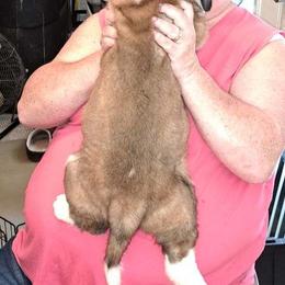 Saint Bernard Puppies from Wintercrest St. Bernards