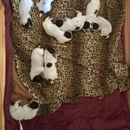 German Shorthaired Pointer Puppies from Coleman Creek Kennel