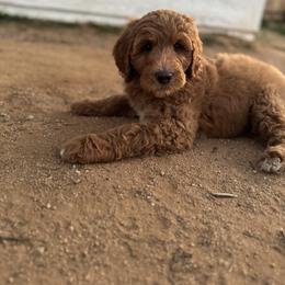 Goldendoodle puppies from Summer Sun Doodles
