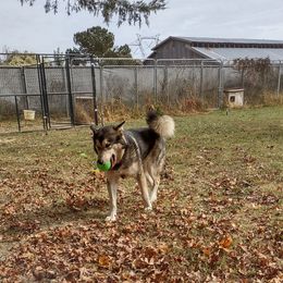 Corvinus - Agouti and white male Alaskan Malamute puppy in Louisburg, North Carolina from Rockin' Maples Malamutes