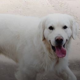 Golden Retrievers from Tweedmouth Retrievers