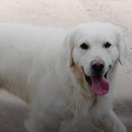 Golden Retrievers from Tweedmouth Retrievers