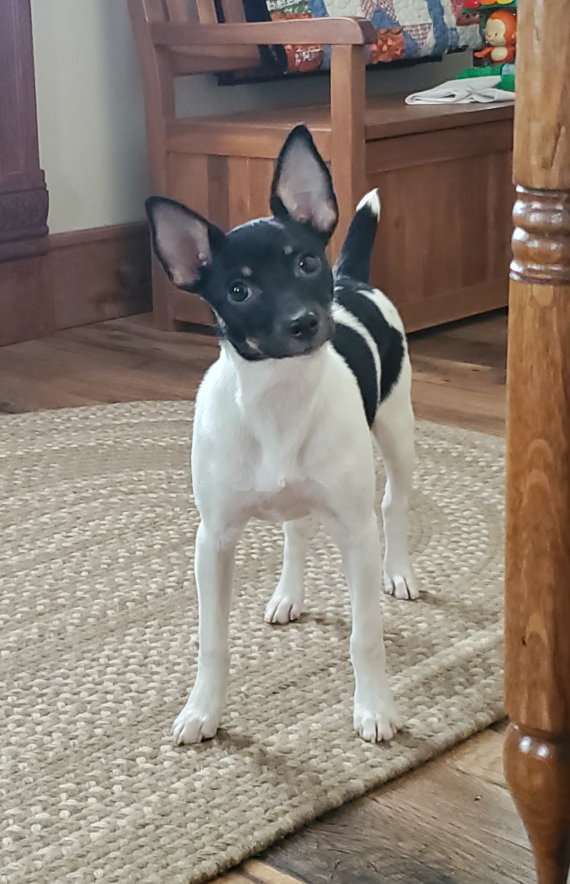 Rat Terrier Puppies from Forest Grove Rat Terriers