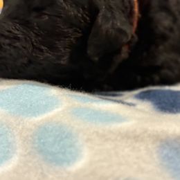 Goldendoodle and Poodle Puppies from Southern Stroll Poodles & Doodles