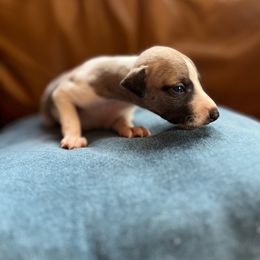 Axle - Whippet puppy from Ivanhoe Borzoi