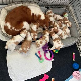 Brittany Puppies from Fox Mtn Brittanys