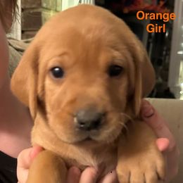 Orange Girl - Yellow female Labrador Retriever puppy in Rock Hill, South Carolina from North Star Retrievers