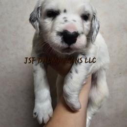 Brown - White and black male Dalmatian puppy in Conrath, Wisconsin from JSF Dalmatians LLC