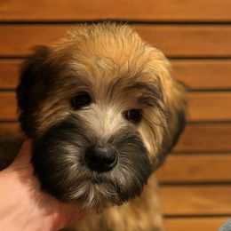 Astrid(aka Lizzie Bennet (hot Pink) - Wheaten female Soft Coated Wheaten Terrier puppy in Rising Sun, Indiana from Ruby Lane Doodles