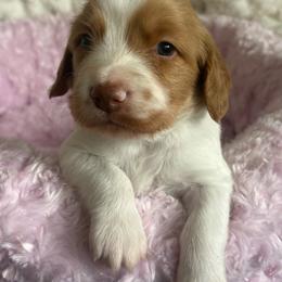 Boy 1 - Orange and white male Brittany puppy in Elizabeth, Colorado from CoveLake Kennels