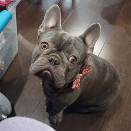 Rome - French Bulldog