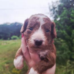 Versailles-red boy - Red  male Poodle puppy in Cypress Inn, Tennessee from Nine Pines Poodles