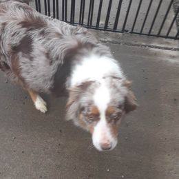 ginger - Australian Shepherd