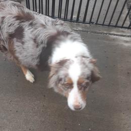 ginger - Australian Shepherd