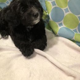Havanese Puppies from Furever Fluffball Friends