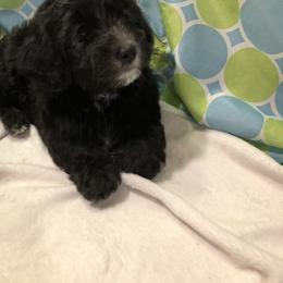 Havanese Puppies from Furever Fluffball Friends
