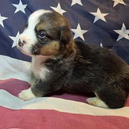 Male 3 - Black and tan male Pembroke Welsh Corgi puppy in Portland, North Dakota from Sliding stop corgis