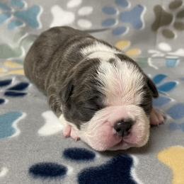 Whiskey - Blue male Boston Terrier puppy in Corning, California from SB Bostons
