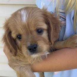 Bacon - Red male Cavapoo puppy in Spanish Fork, Utah from Utah cavapoos