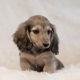 Tam 4000 dollars - Cream female Dachshund puppy in Crystal, Michigan from Mare-bella Dachshunds