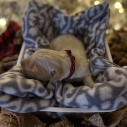 Red Collar - Light golden male Golden Retriever puppy in Stedman, North Carolina from Wise-Taylor Goldens