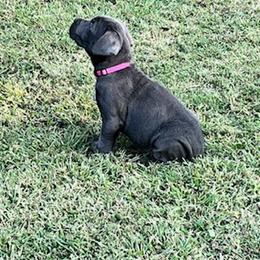 Cane Corso All Grown Up from Southern Sugar Cane Corso LLC