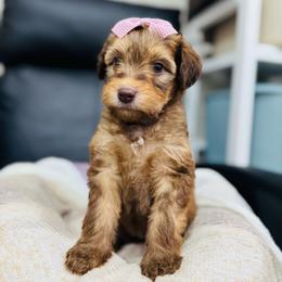 Mocha- Pink - Phantom female Bernedoodle puppy in Oak Hills, California from High Desert Doodles