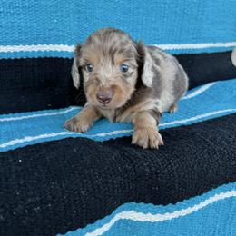 Millie - Dapple female Dachshund puppy in Hawley, Texas from Foxy’s Dachshunds & Toy Aussies