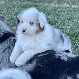 Australian Shepherd Puppies from South Ridge Aussies
