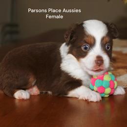 Red Girl - Red tri female Toy Australian Shepherd puppy in Chandler, Oklahoma from Parsons Place Aussies