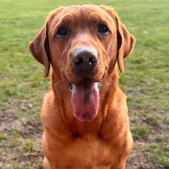 Ember - Labrador Retriever