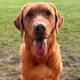 Ember - Labrador Retriever