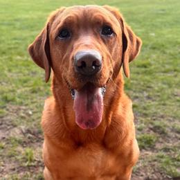 Ember - Labrador Retriever