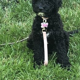 Goldendoodle Puppies from Two Ps in a Pod